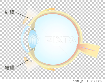 眼の垂直断面図 結膜 113571392
