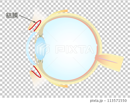Vertical section of the eye Conjunctiva 113571550
