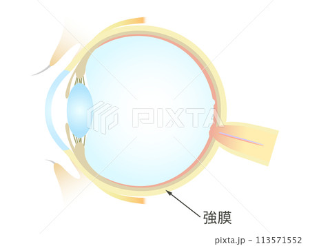 眼の垂直断面図 強膜 113571552