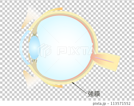 眼の垂直断面図 強膜 113571552