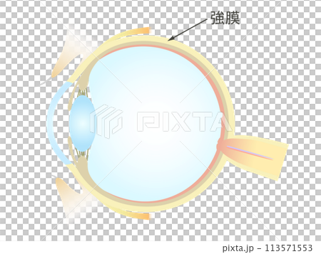眼睛鞏膜的垂直橫截面 113571553