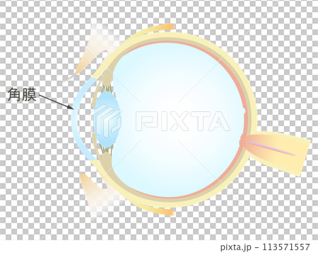 Vertical section of the eye Cornea 113571557