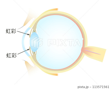 眼の垂直断面図 虹彩 113571561