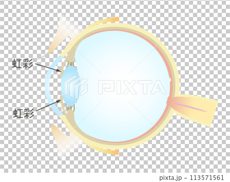 眼の垂直断面図 虹彩 113571561
