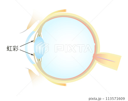 眼の垂直断面図 虹彩 113571609