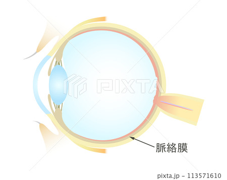 眼の垂直断面図 脈絡膜 113571610