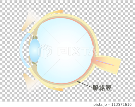 眼の垂直断面図 脈絡膜 113571610