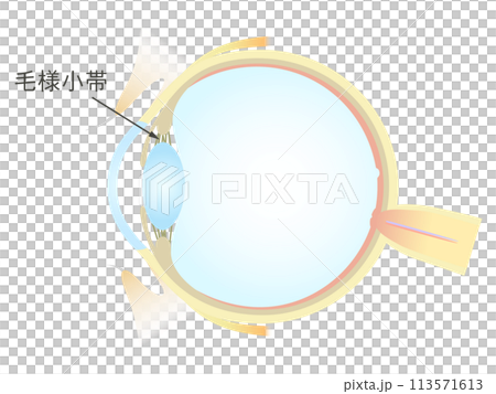 Vertical section of the eye Ciliary corpuscle 113571613