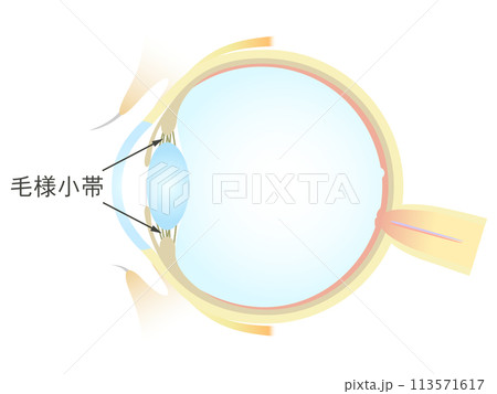 眼の垂直断面図 毛様小体 113571617
