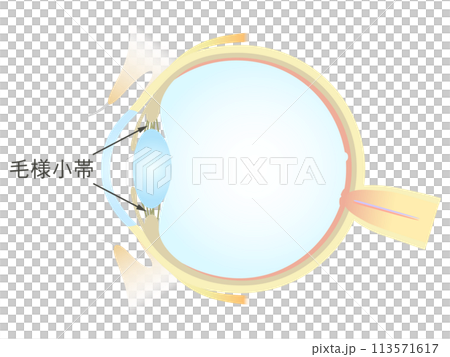 眼の垂直断面図 毛様小体 113571617