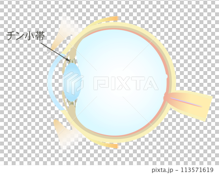 眼の垂直断面図 チン小体 113571619