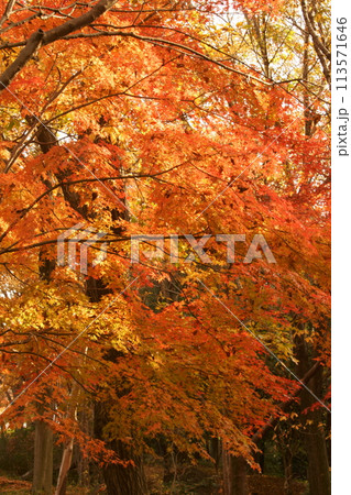 紅葉 紅葉 113571646