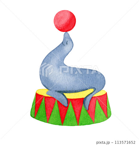 Circus seal playing a ball, hand drawn watercolor illustration isolated on the white background Circus seal playing a ball, hand drawn watercolor illustration isolated on the white background 113571652