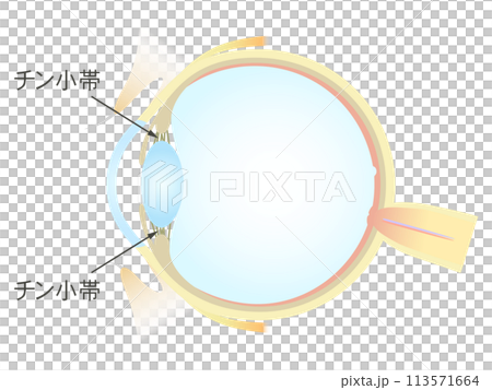 眼の垂直断面図 チン小帯 113571664