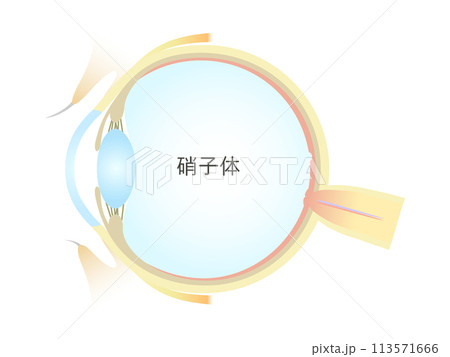 眼の垂直断面図 硝子体 113571666
