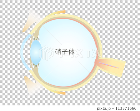眼の垂直断面図 硝子体 113571666