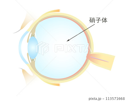 眼の垂直断面図 硝子体 眼の垂直断面図 硝子体 113571668