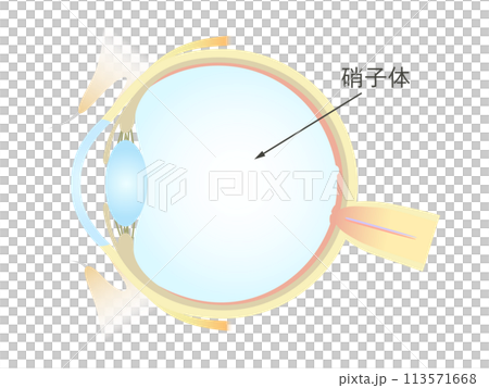 眼の垂直断面図 硝子体 眼の垂直断面図 硝子体 113571668