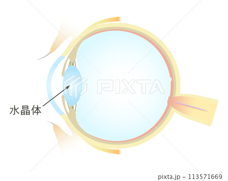 眼の垂直断面図 水晶体 113571669