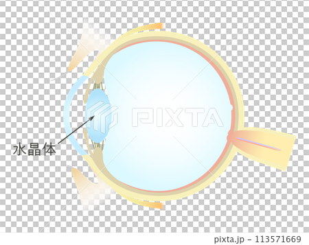 眼の垂直断面図 水晶体 113571669