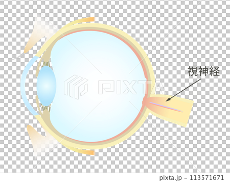眼睛視神經的垂直橫切面 113571671