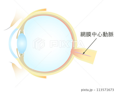 眼の垂直断面図 網膜中心動脈 113571673