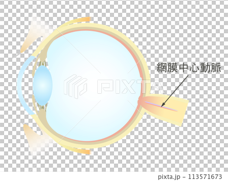 眼の垂直断面図 網膜中心動脈 113571673