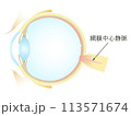 眼の垂直断面図 網膜中心静脈 113571674