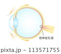 眼の垂直断面図 視神経乳頭 113571755