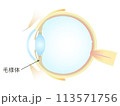 眼の垂直断面図 毛様体 113571756