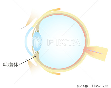 眼の垂直断面図 毛様体 113571756