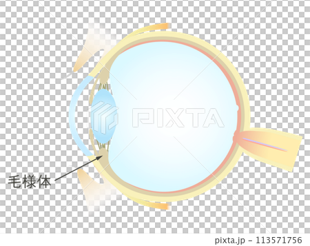Vertical section of the eye Ciliary body 113571756