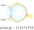 眼の垂直断面図 毛様体 113571759