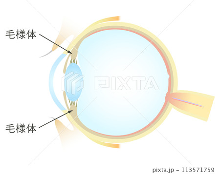 眼の垂直断面図 毛様体 113571759