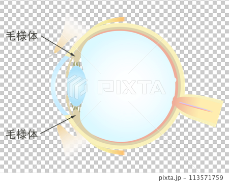 眼の垂直断面図 毛様体 113571759