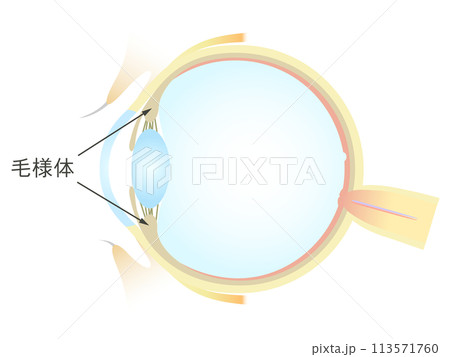 眼の垂直断面図 毛様体 眼の垂直断面図 毛様体 113571760