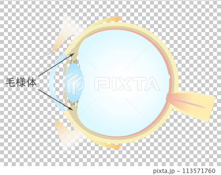 眼の垂直断面図 毛様体 眼の垂直断面図 毛様体 113571760