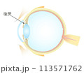 眼の垂直断面図 後房 113571762