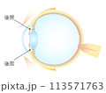 眼の垂直断面図 後房 113571763
