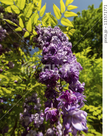 赤紫色の藤の花 113571771