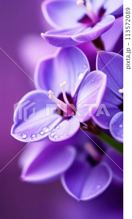 Elegant purple blooms glisten with dewdrops in a tranquil display of nature's beauty 113572089
