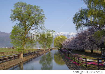信州 安曇野 北アルプス常念岳と拾ヶ堰(じっかせぎ) 春 桜のある風景 安曇野人気撮影ポイント 信州 安曇野 北アルプス常念岳と拾ヶ堰(じっかせぎ) 春 桜のある風景 安曇野人気撮影ポイント 113572256