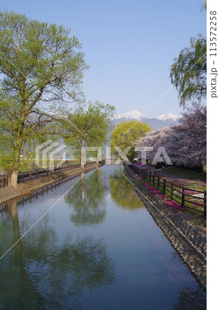 信州　安曇野　北アルプス常念岳と拾ヶ堰（じっかせぎ）　春　桜のある風景　安曇野人気撮影ポイント 113572258