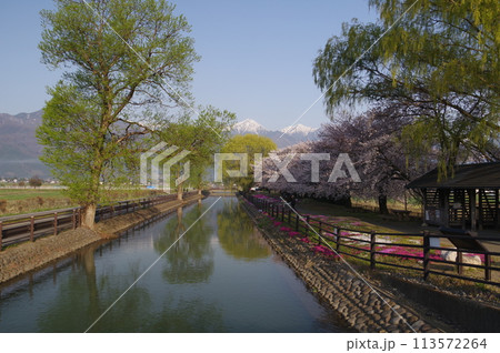 信州　安曇野　北アルプス常念岳と拾ヶ堰（じっかせぎ）　春　桜のある風景　安曇野人気撮影ポイント 113572264