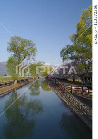 信州　安曇野　北アルプス常念岳と拾ヶ堰（じっかせぎ）　春　桜のある風景　安曇野人気撮影ポイント 113572266