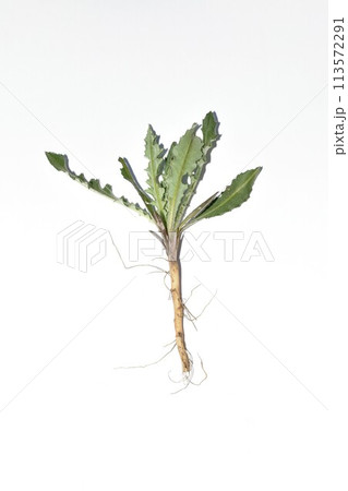 Thistle bush on a white background. 113572291