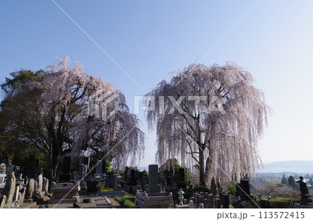 信州　安曇野　田多井地区の大枝垂れ桜　安曇野の桜の名所 113572415