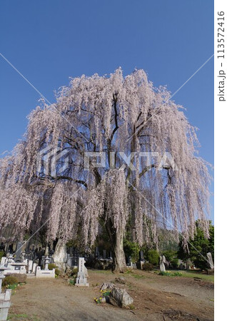 信州　安曇野　田多井地区の大枝垂れ桜　安曇野の桜の名所 113572416