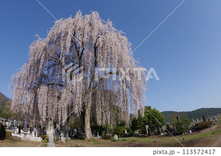 信州 安曇野 田多井地区の大枝垂れ桜 安曇野の桜の名所 信州 安曇野 田多井地区の大枝垂れ桜 安曇野の桜の名所 113572417