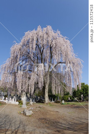 信州　安曇野　田多井地区の大枝垂れ桜　安曇野の桜の名所 113572418